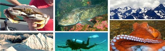 SCUBA Diving the Emerald Town Waters