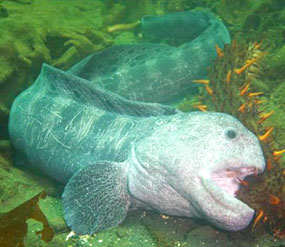Wolf Eel