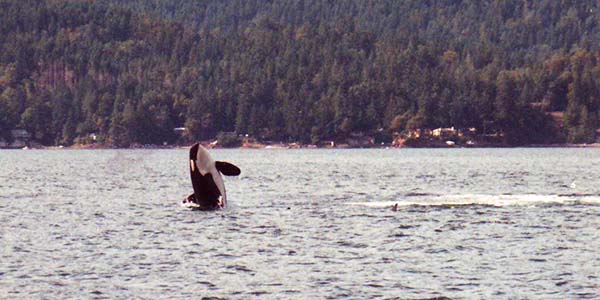 Orca whale jumping out of the water with another below the surface.